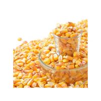 Yellow Corn/ White Corn/ Maize for Sale