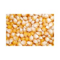 Organic yellow corn for health-conscious consumers at an affordable rate