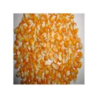 Nutrient-rich yellow corn for food processing industries in wholesale