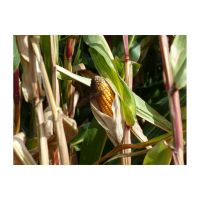 Whole yellow corn kernels for snack production available in bulk