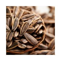 Black oil sunflower seeds for bird feed and pet nutrition