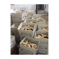 Organic fresh ginger for cooking and medicinal use in bulk supply