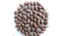 Raw cotton seeds for animal feed production in wholesale quantities