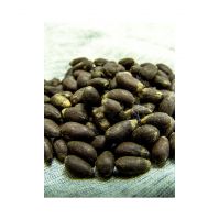 High-quality cotton seeds available for large-scale supply