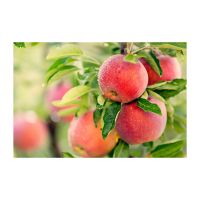 High-quality red apples available for export and distribution