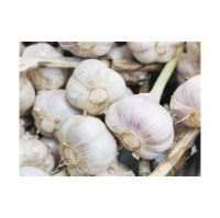 Fresh garlic for sale in bulk at a wholesale price