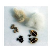Fresh cotton seeds for oil extraction at competitive rates