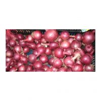 Red onions for sale in bulk at a wholesale price