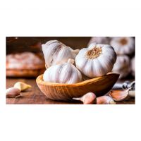 Fresh garlic available for sale in bulk and wholesale price