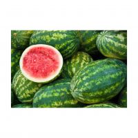 Fresh watermelon available for sale in bulk and wholesale price