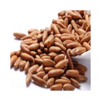 Pecan nuts for sale in bulk at a wholesale price