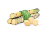 Premium-quality sugarcane ideal for sugar production