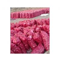 Fresh and flavorful red onions perfect for cooking and salads