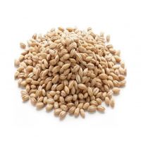 High-protein Barley Malt for animal feed and nutritional supplements