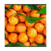 Juicy and sweet Oranges for fresh consumption
