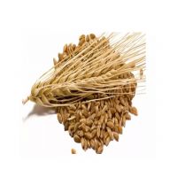Organic Barley Malt for brewing and food production