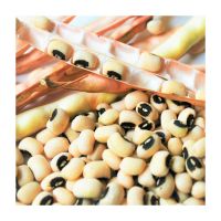 Fresh and dried Black Eyed Cowpea Beans available