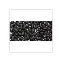 Bulk Black Kidney Beans supplier worldwide