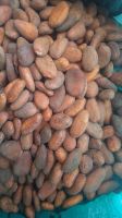 cocoa beans