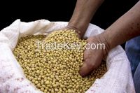 Soybean