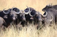 Buffalo Cows cattle goats piglets chicken eggs Buffalo Bull