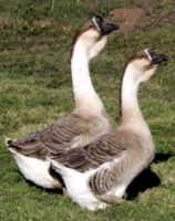 Geese Goose Ducks...