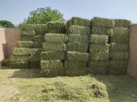 Alfalfa Hay Pellets For Use As Animal Feed For Cattle And Other Farm Animals High Quality Wholesale Prices Alfalfa Pellets