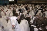 Charolais, Fattening Bulls, Simmental Beef Cattle , Holstein Heifers, Pigs, Goats Horse Sheep