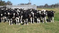 Charolais, Fattening Bulls, Simmental beef cattle , Holstein Heifers, pigs, Goats Horse sheep