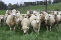 Charolais, Fattening Bulls, Simmental Beef Cattle , Holstein Heifers, Pigs, Goats Horse Sheep