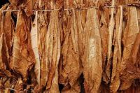 Tobacco Leaf scrap, Cut for shisha Turner  tobacco , Cigas
