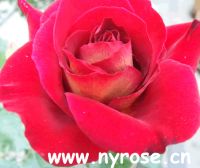 Rose of large flower