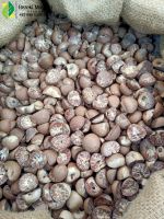 Cheapest Wholesale Price Betel Nuts from Indonesia