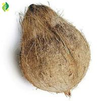 Cheapest Wholesale Semi Husked Coconut Price