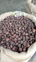 The Best Quality Boiled Betel Nuts From Indonesia