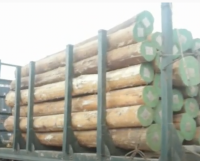 eucalyptus timber wood logs/crude wood Pine and Oak Teak Wood Logs, Timber, wood Sawn Timber