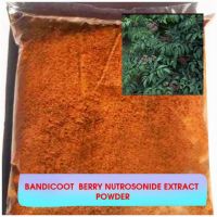 BANDICOOT BERRY NUTROSONIDE EXTRACT POWDER