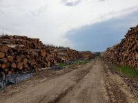 EUROPEAN PINE AND SPRUCE TIMBER