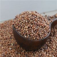 SORGHUM