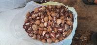 Betel Nuts Natural From Indonesia
