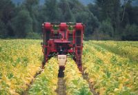 tobacco harvester