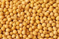 https://ar.tradekey.com/product_view/Best-Quality-Natural-And-Non-Gmo-Yellow-Soybean-seeds-10130363.html