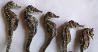 Organic And Certified Dried Seahorse, Dried Sea Cucumber, Dried Seahorse Powder