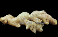 Best Quality Fresh Ginger from Indonesia