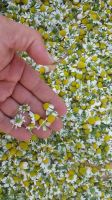 chamomile