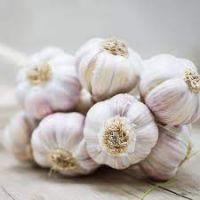 GARLIC