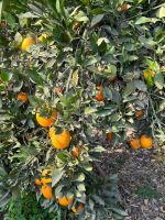 Navel Oranges, Valencia Oranges, White Kidney Beans