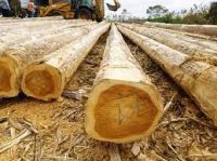 Rectangular Sawn Teak Logs available