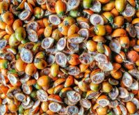 betel nut / areca nut