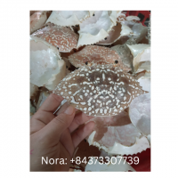 crab shell top quality best price